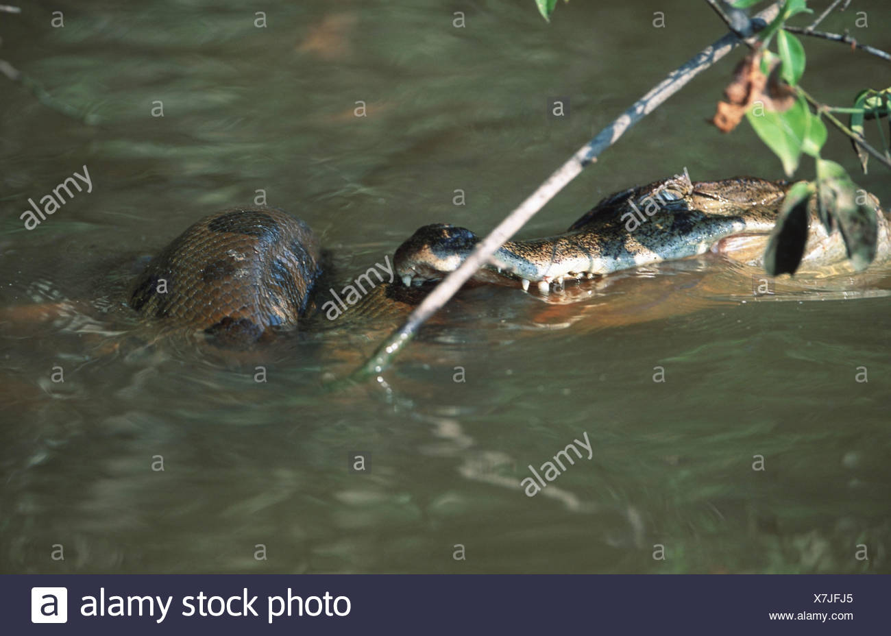 Anaconda Eating An Alligator
