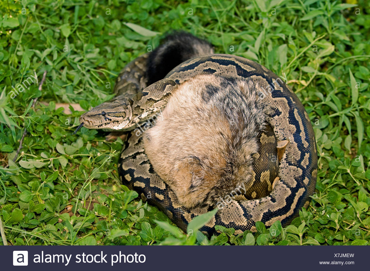 Python Prey High Resolution Stock Photography and Images - Alamy