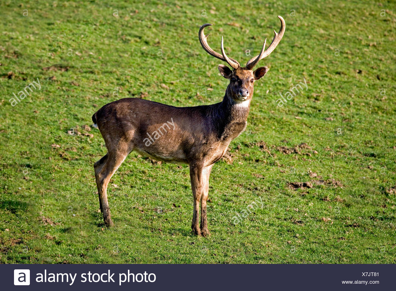 Cervus Eldii Eldii High Resolution Stock Photography and Images - Alamy