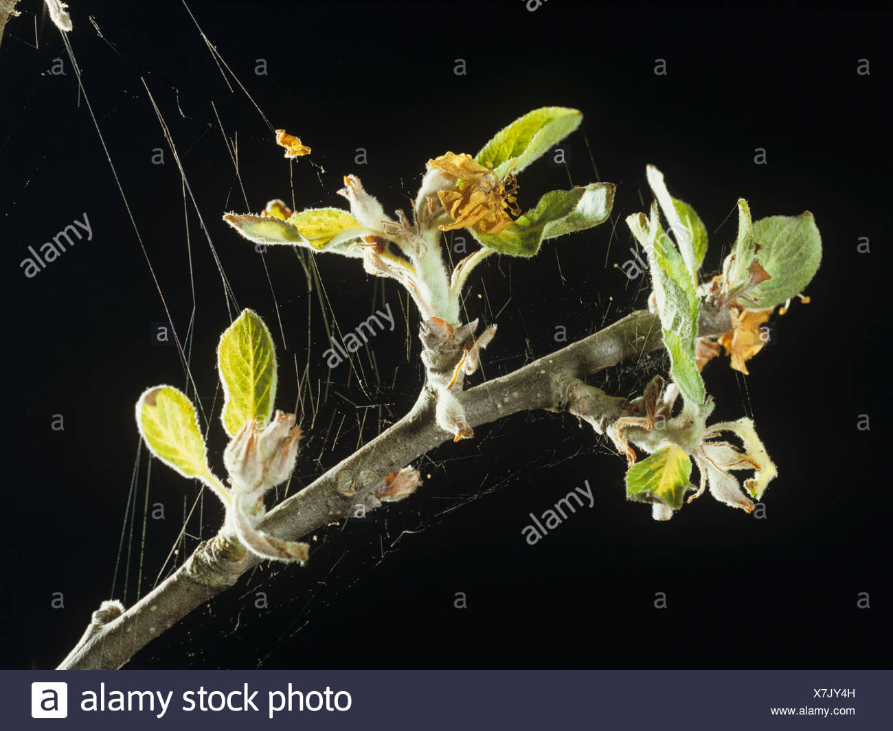 Red Spider Mite Uk High Resolution Stock Photography and Images Alamy
