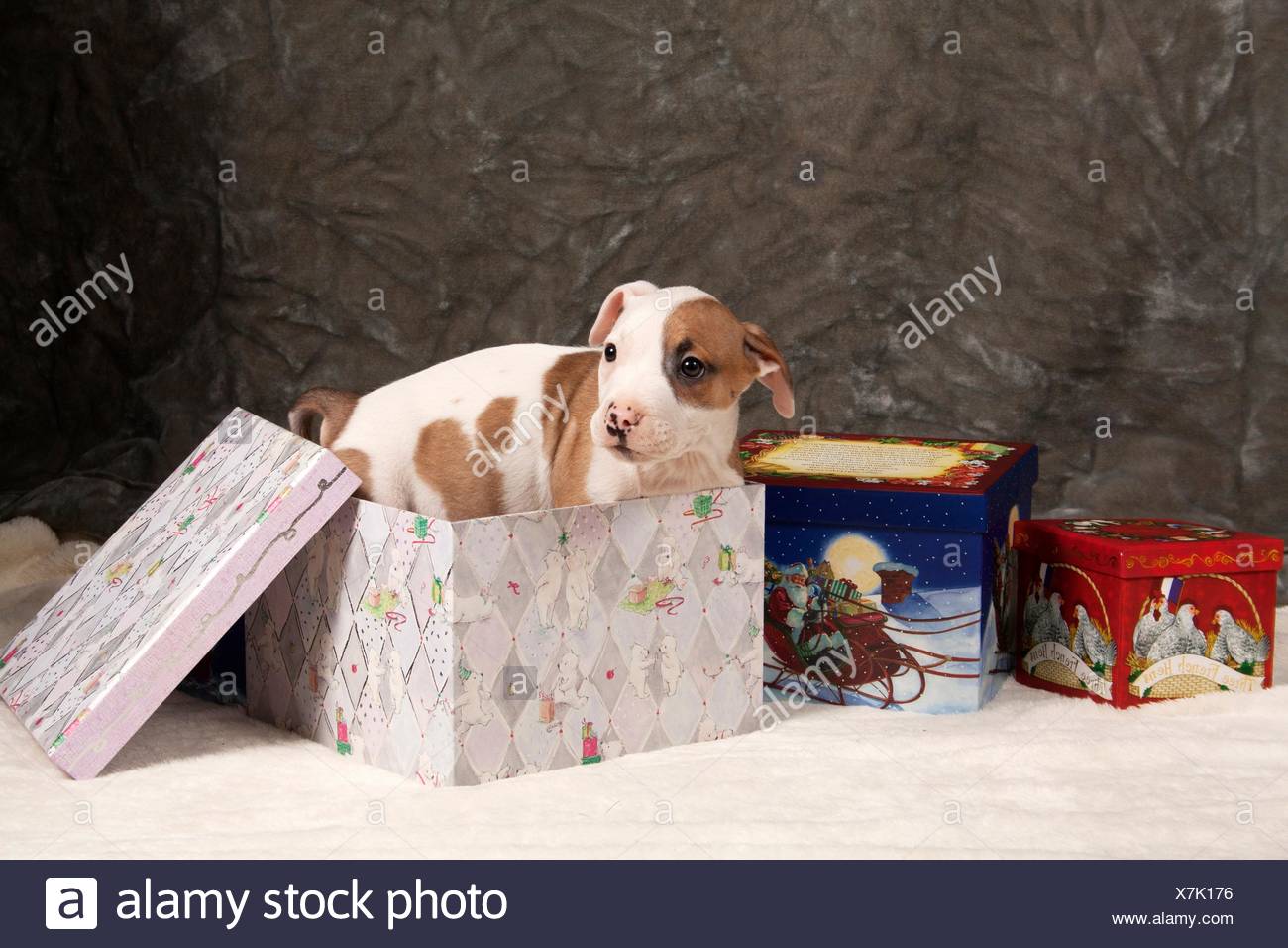 pit bull box
