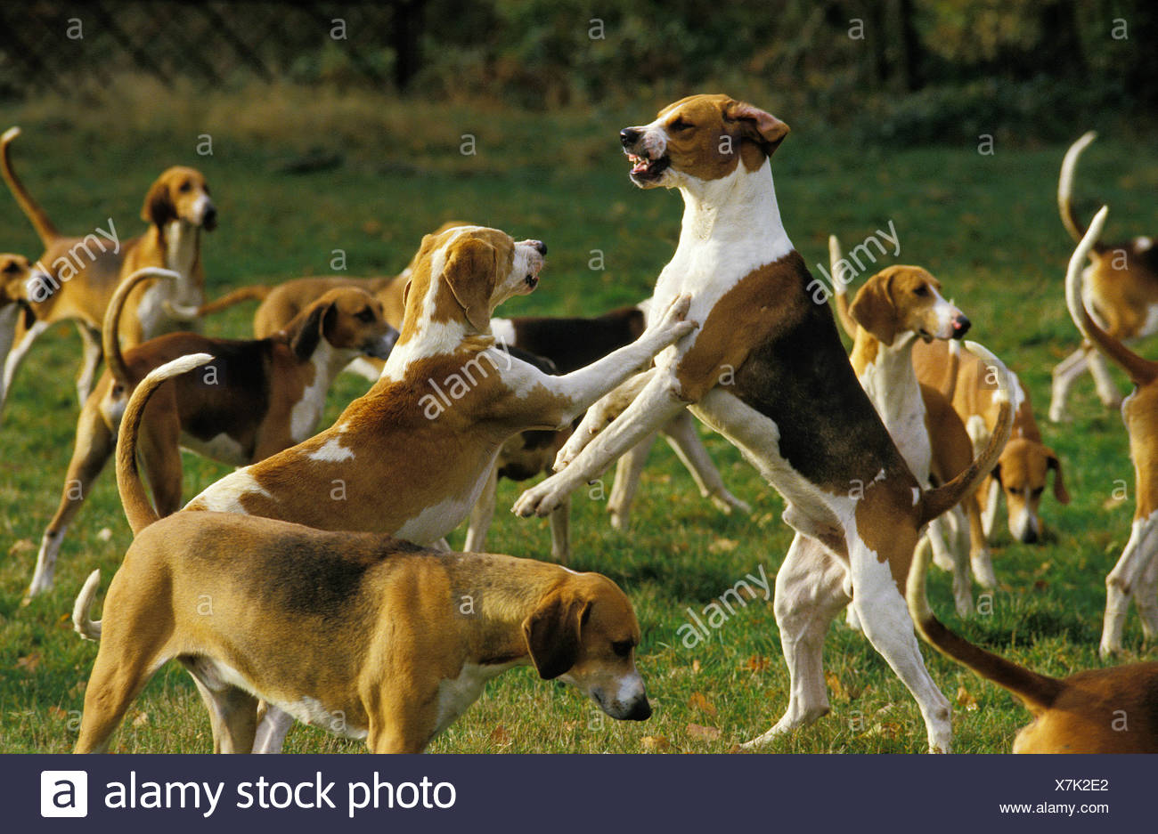 Great Anglo French Tricolour Hound With Great Anglo French White And Orange Hound Pack Stock Photo Alamy