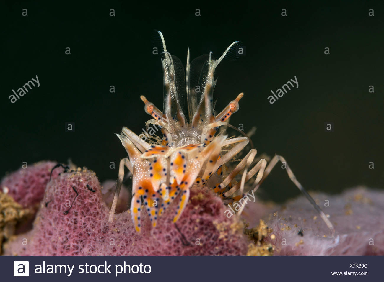 Bongo Shrimp High Resolution Stock Photography and Images - Alamy