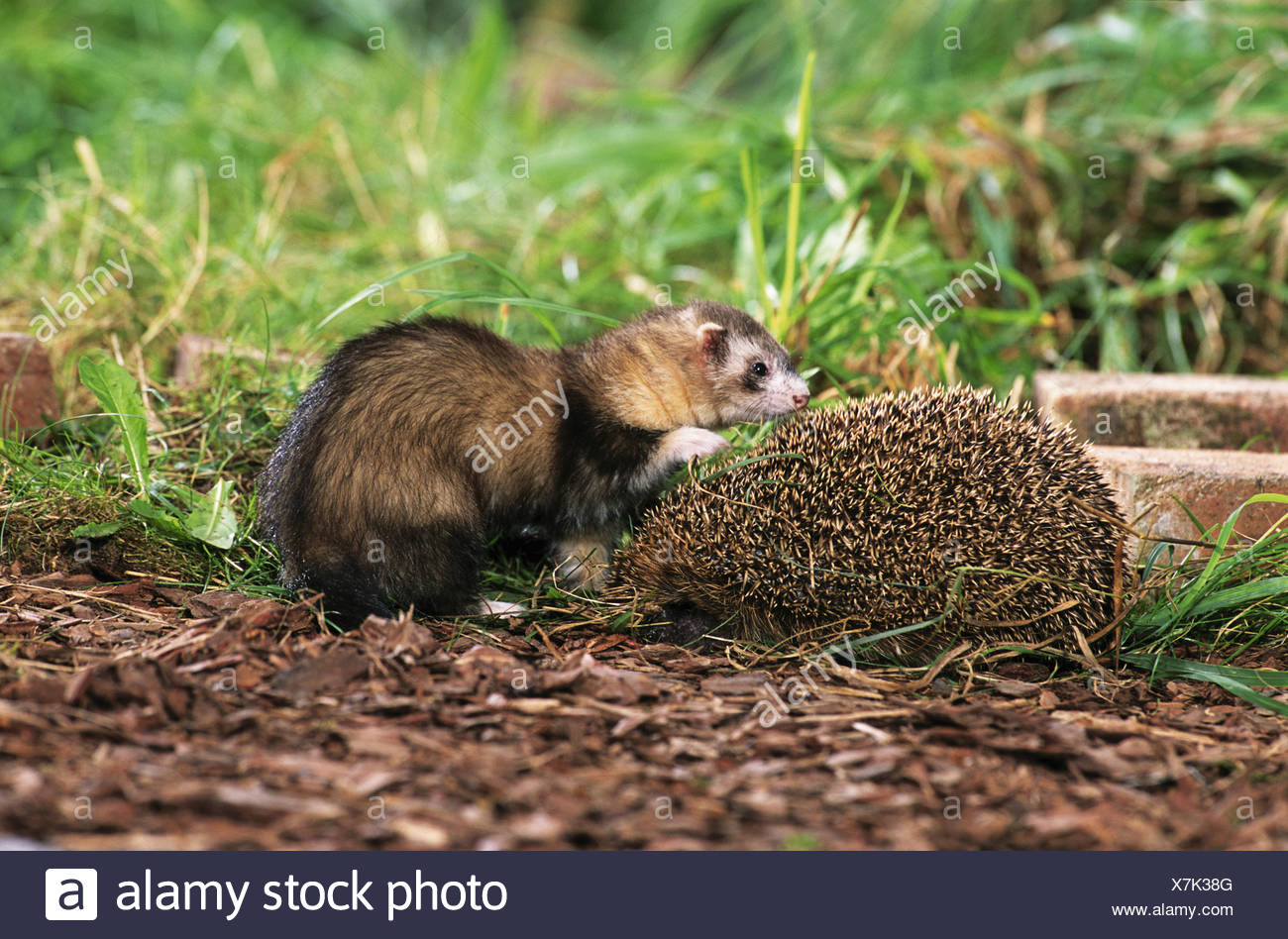 hedgehog and ferret