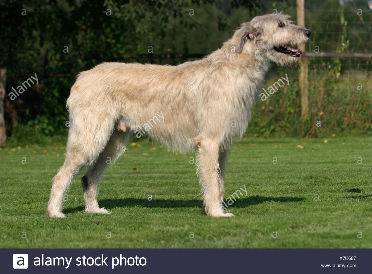 Stehender Irischer Wolfshund Standing Irish Wolfhound Stock