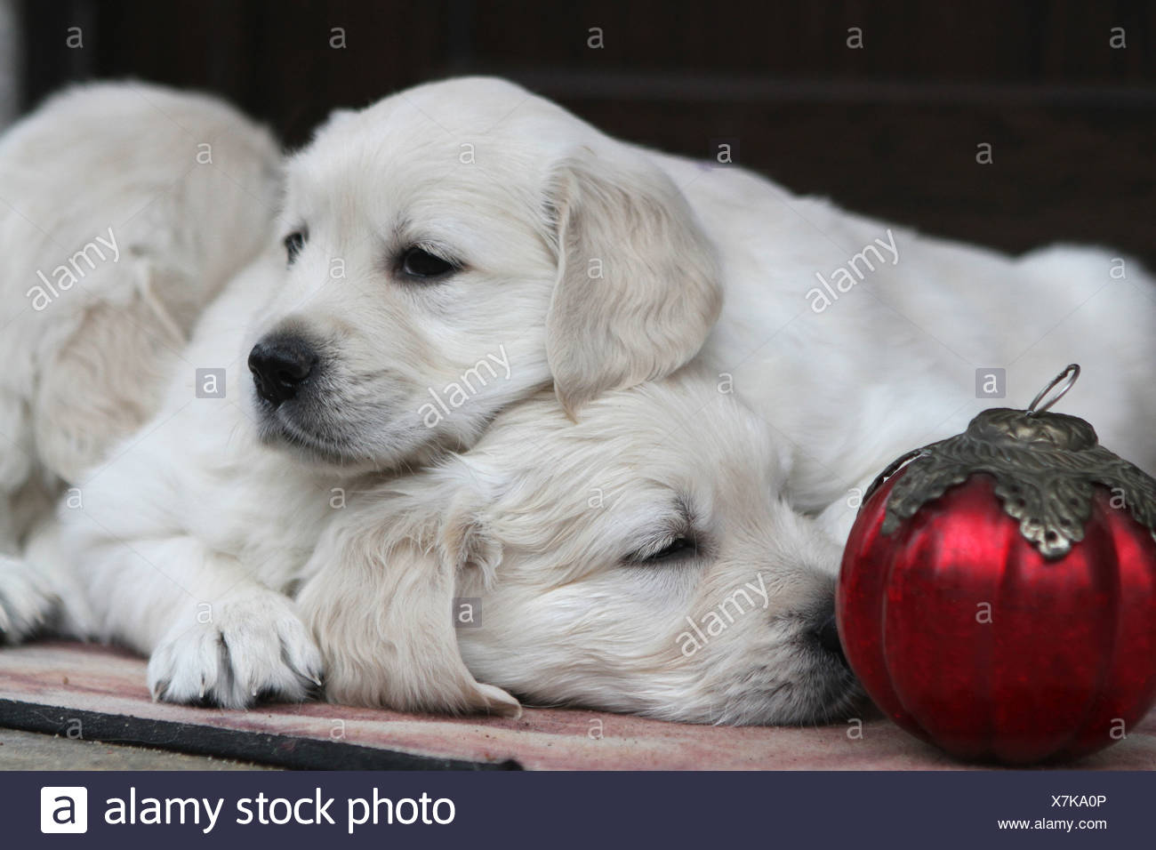 77+ Golden Retriever Christmas Puppies