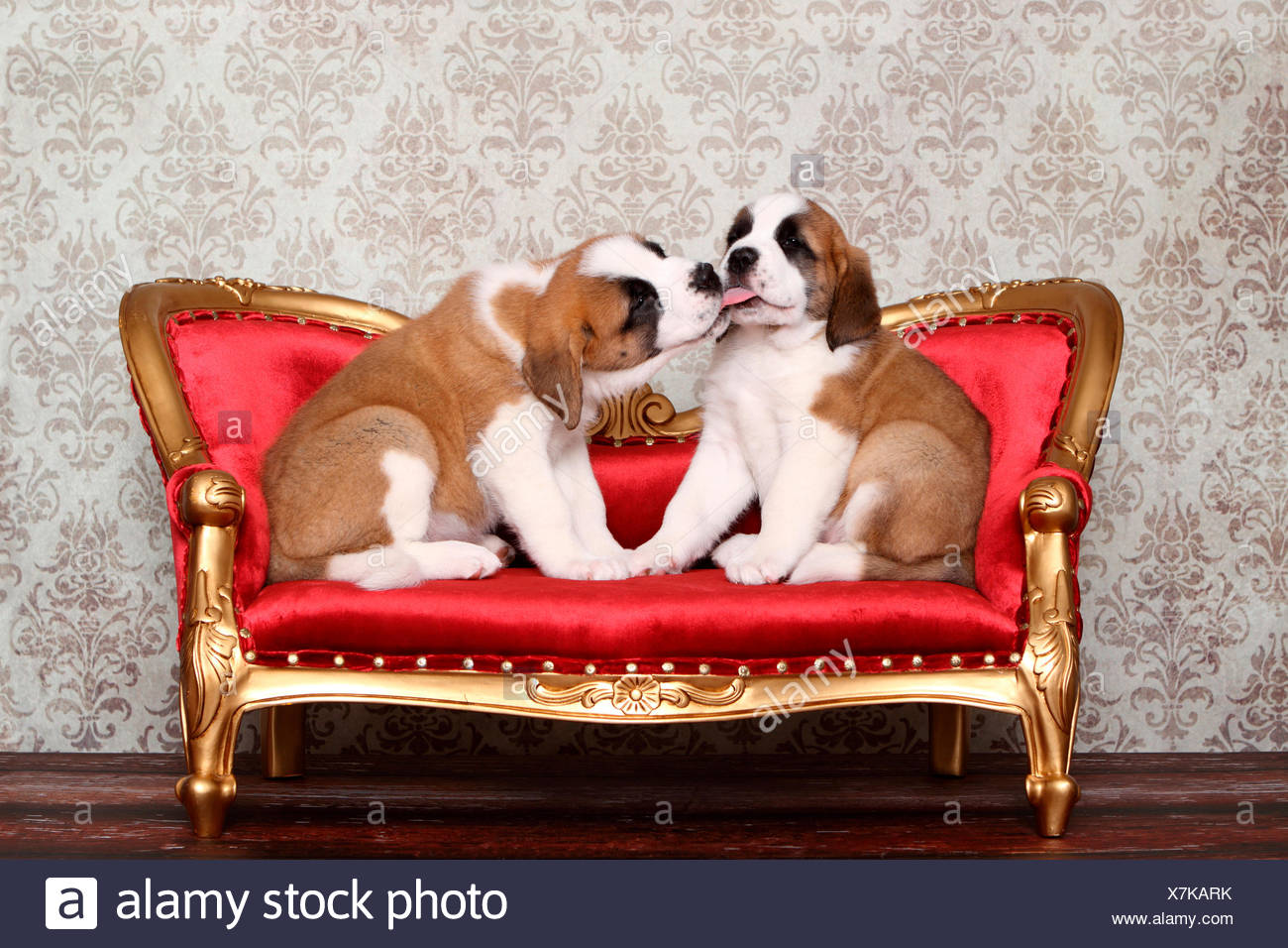 St Bernard Dog Two Puppies 7 Weeks Old Sitting On An Antique