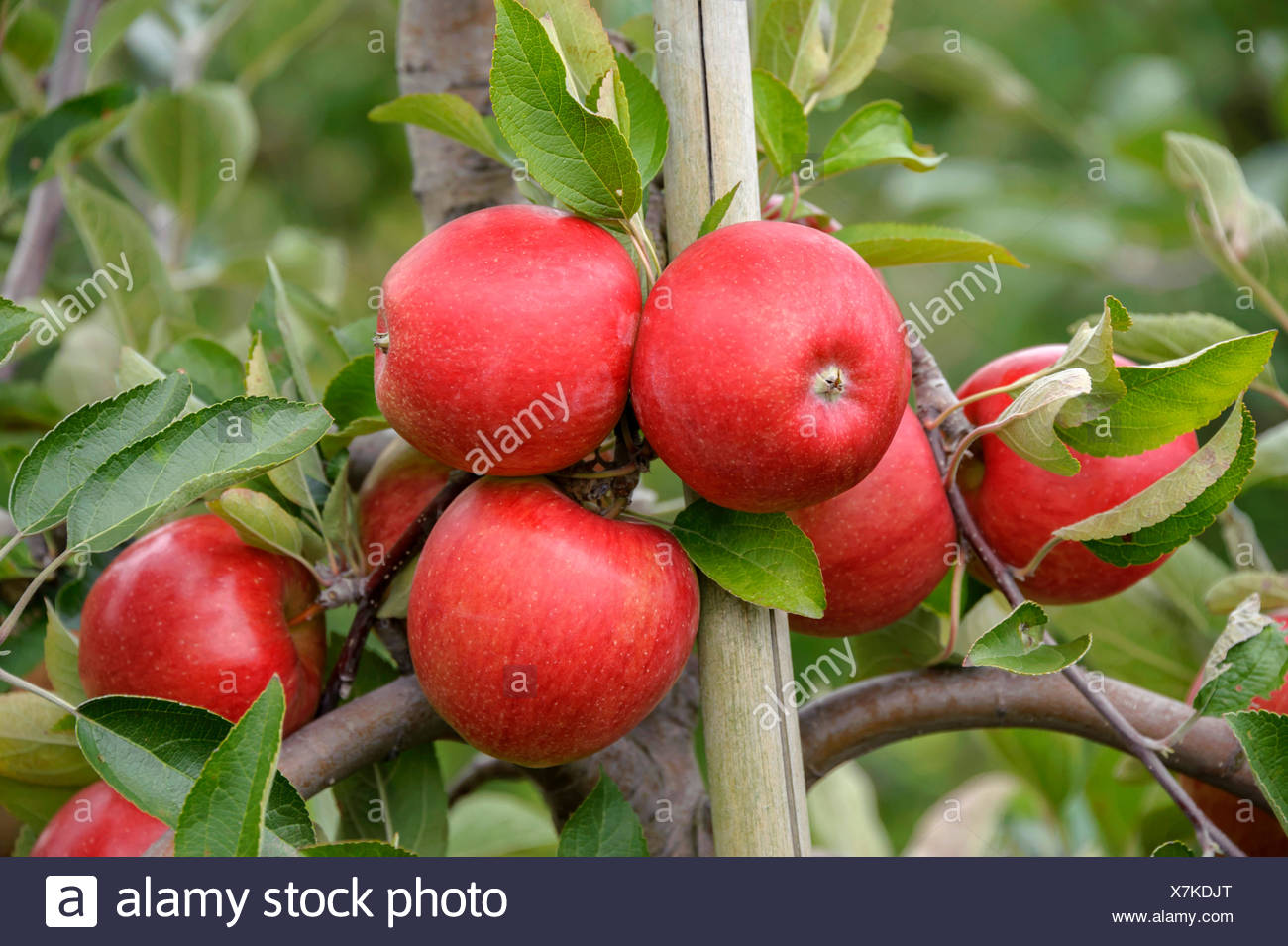 Malus Domestica Braeburn High Resolution Stock Photography and Images