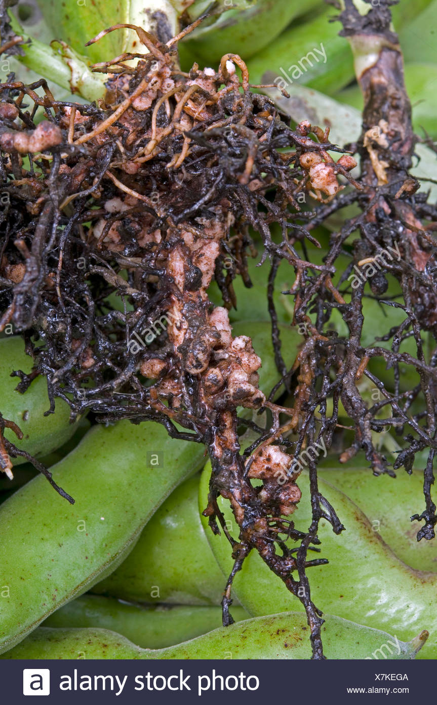Nitrogen Nodules Beans High Resolution Stock Photography and Images Alamy