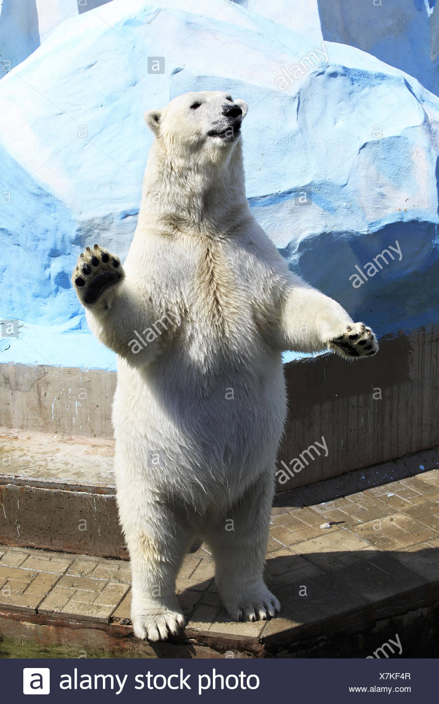 Polar Bear Hind Legs High Resolution Stock Photography and Images - Alamy