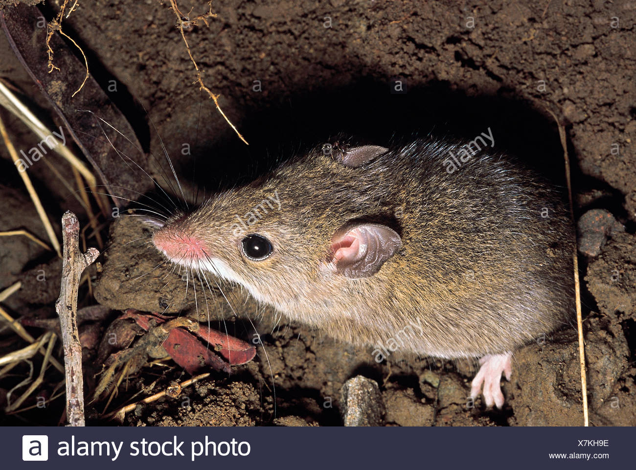 Field Mouse High Resolution Stock Photography and Images Alamy