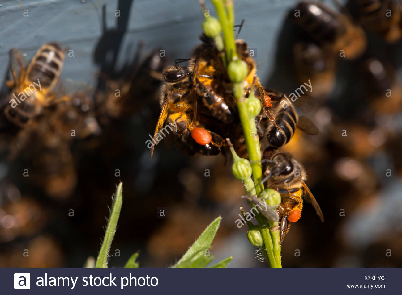 Bee Carrying Pollen High Resolution Stock Photography and Images Alamy