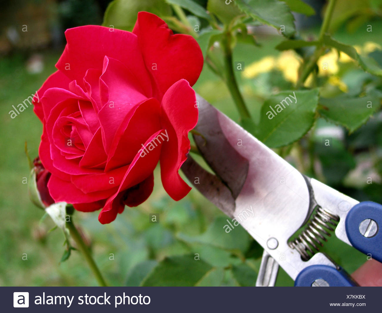 Flower Rose Plant Gardener Gardening Market Garden Cut Back Secateurs Secateur Stock Photo Alamy