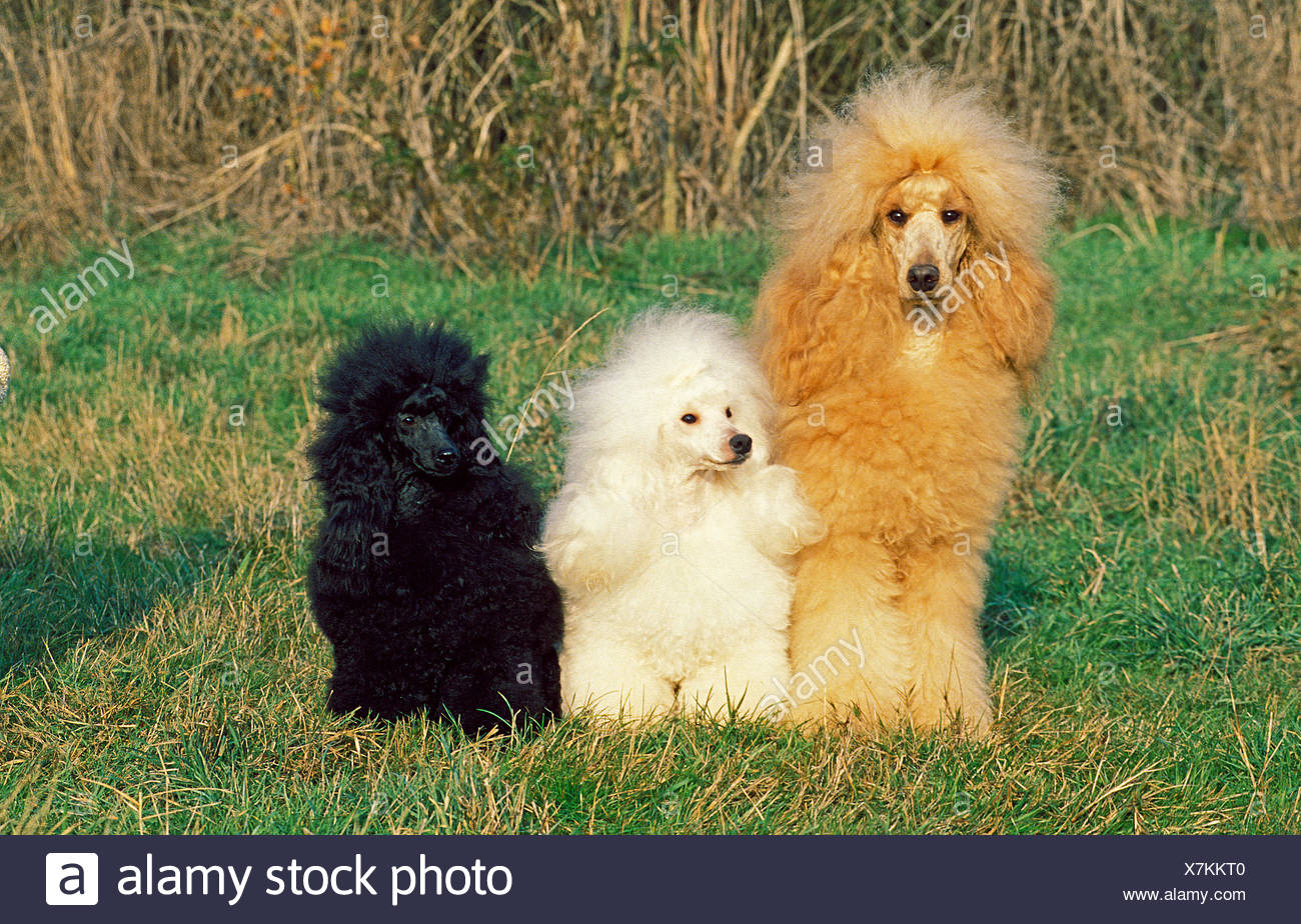 Apricot Miniature Poodle Stock Photos & Apricot Miniature Poodle Stock
