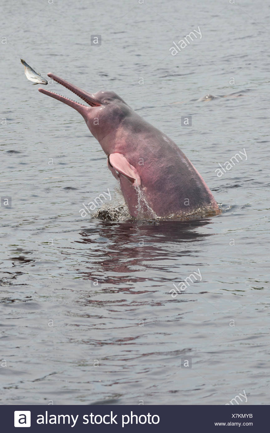 Inia Geoffrensis High Resolution Stock Photography and Images - Alamy