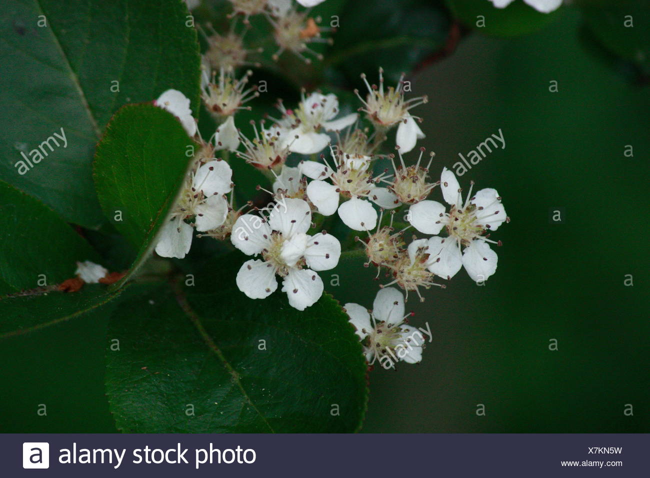 whitebeam. small white flowers Stock Photo