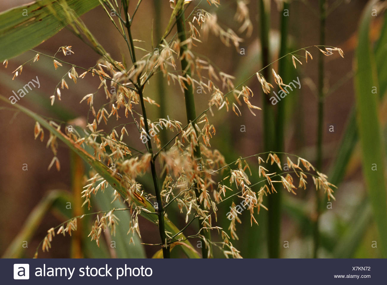 Wild Rice Plant Canada High Resolution Stock Photography and Images Alamy