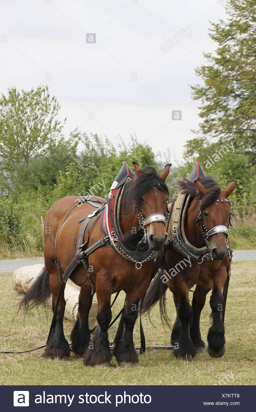 Brabant Horse Stock Photos & Brabant Horse Stock Images Alamy