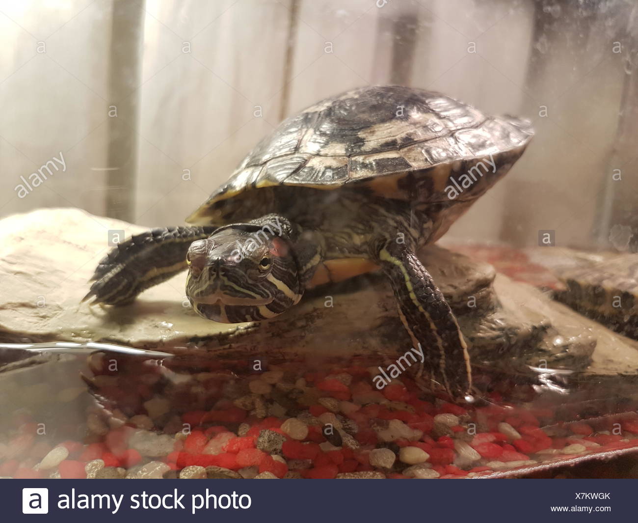 Turtle Meat Stock Photos & Turtle Meat Stock Images Alamy