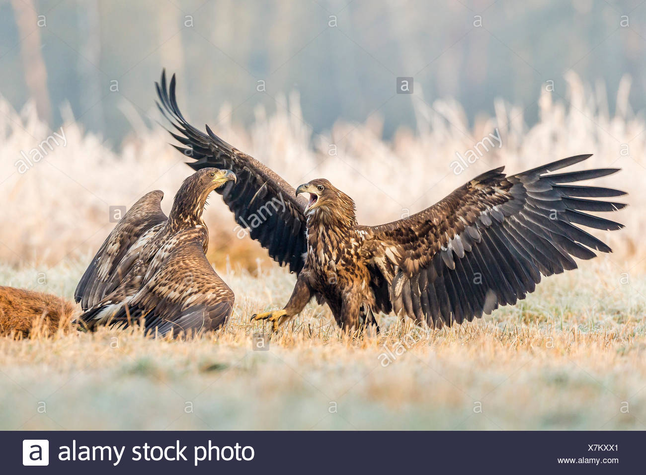 White Tailed Deer Fighting Stock Photos White Tailed Deer