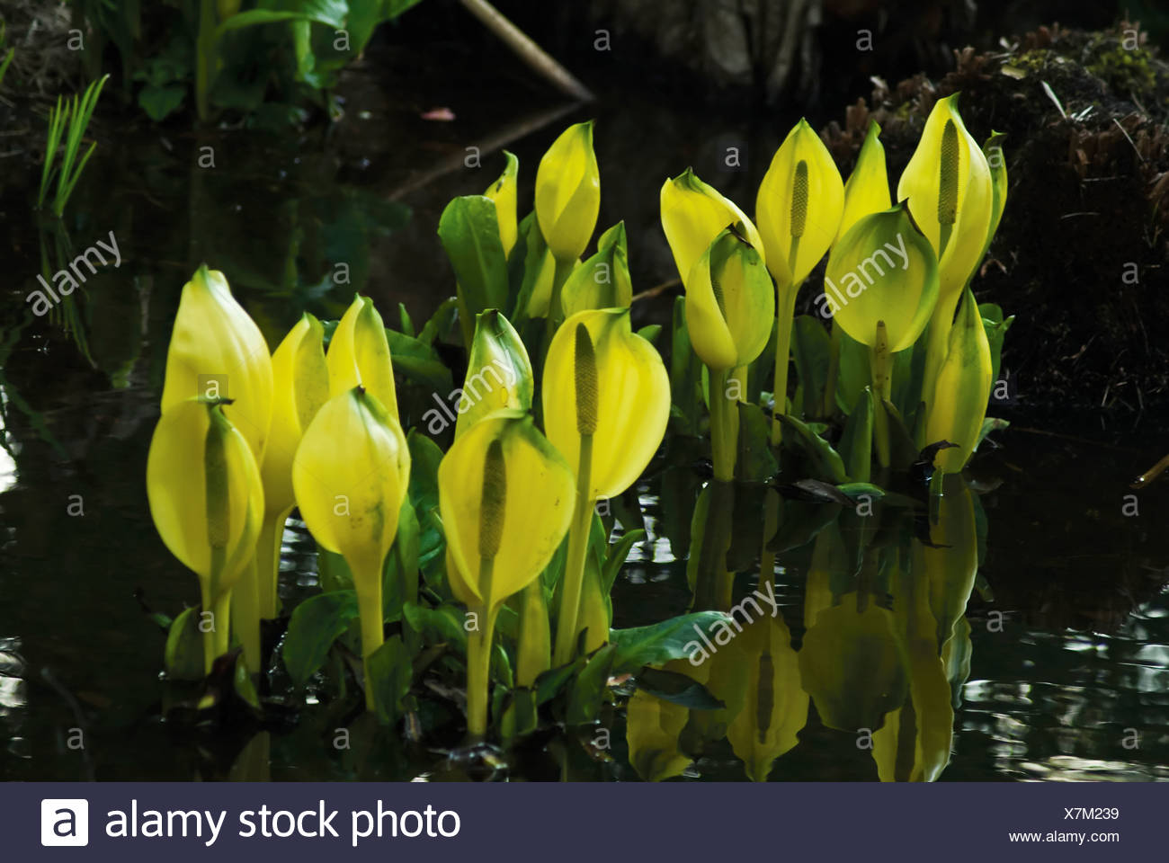 Lysichiton americanus, Skunk cabbage Stock Photo