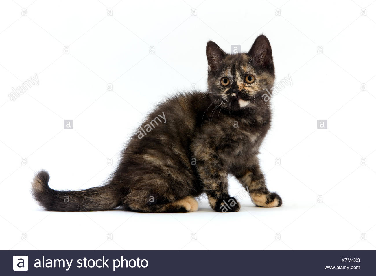 Black Tortoise Shell British Shorthair Kitten Against White