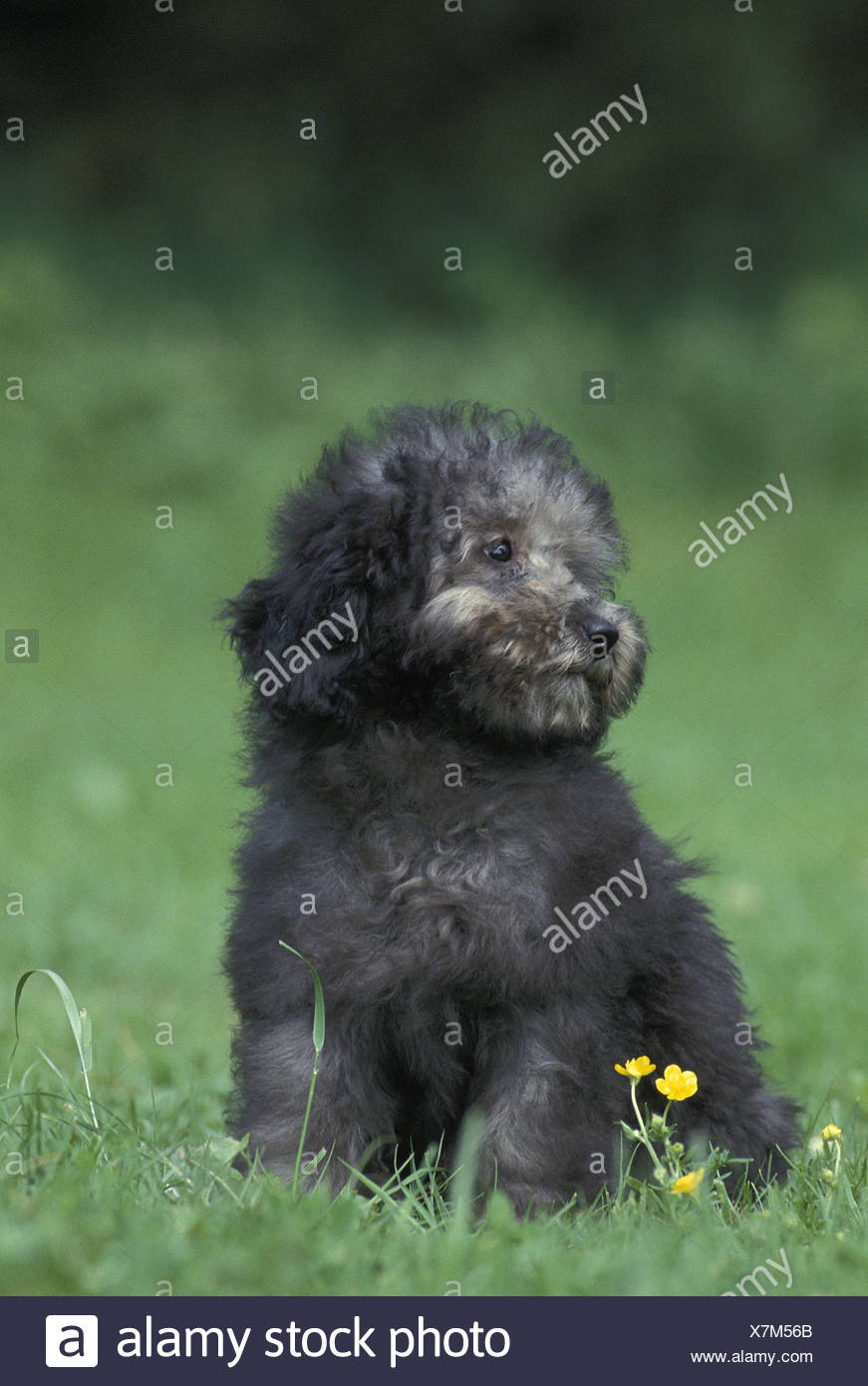 grey poodle puppy