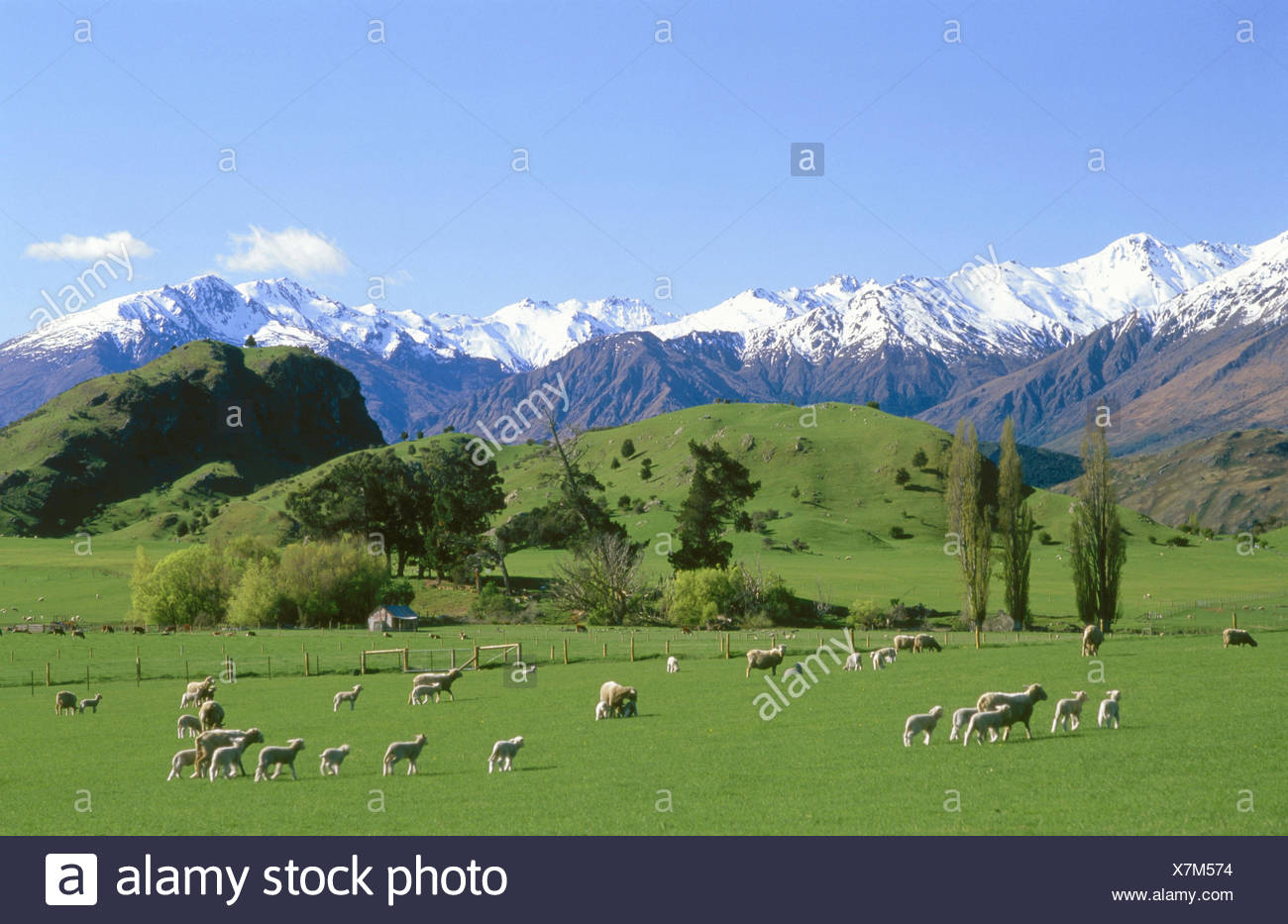 New Zealand South Island To Southern Of Nightmare Mountain To Rank Meadow Flock Of Sheep New