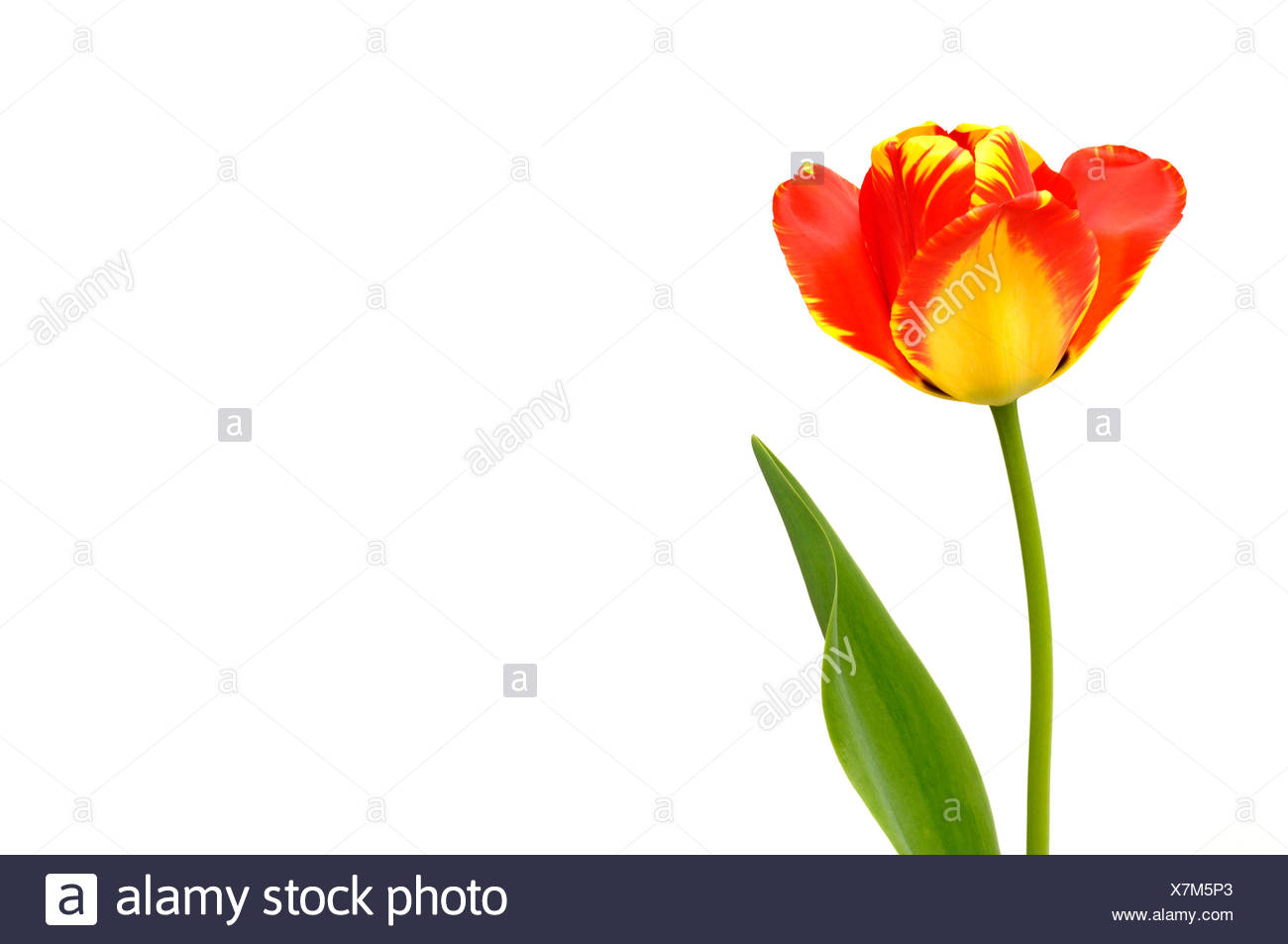 Tulip (Tulipa), red, yellow Stock Photo