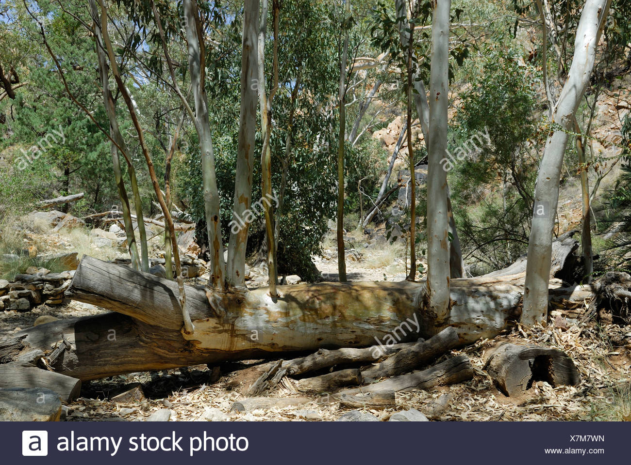 Cutting Down Eucalyptus Tree High Resolution Stock Photography and