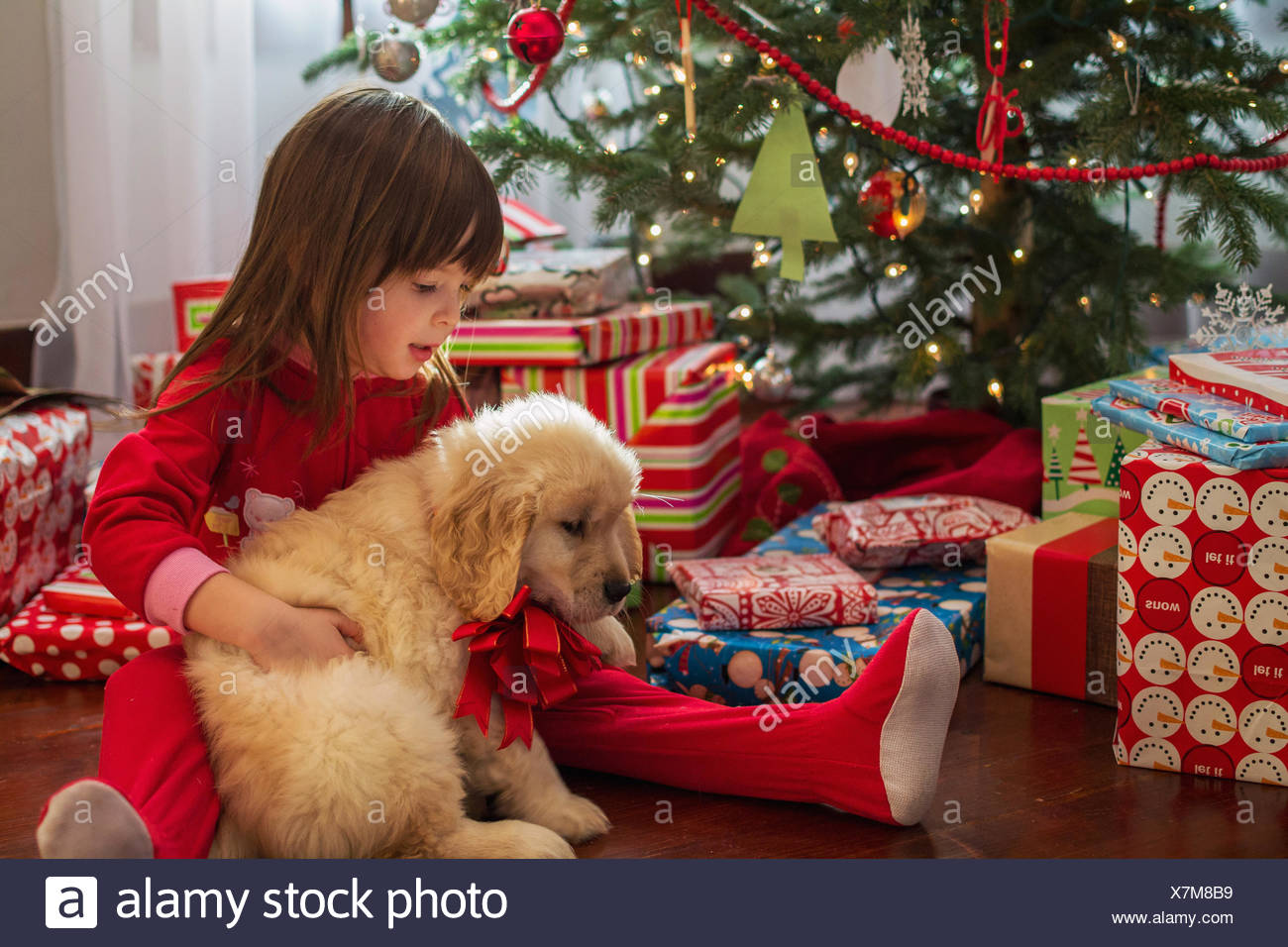 Golden Retriever Puppies Christmas Stock Photos Golden Retriever