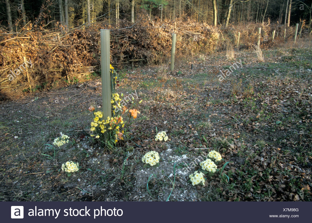 Woodland Burial Ground Stock Photos & Woodland Burial Ground Stock