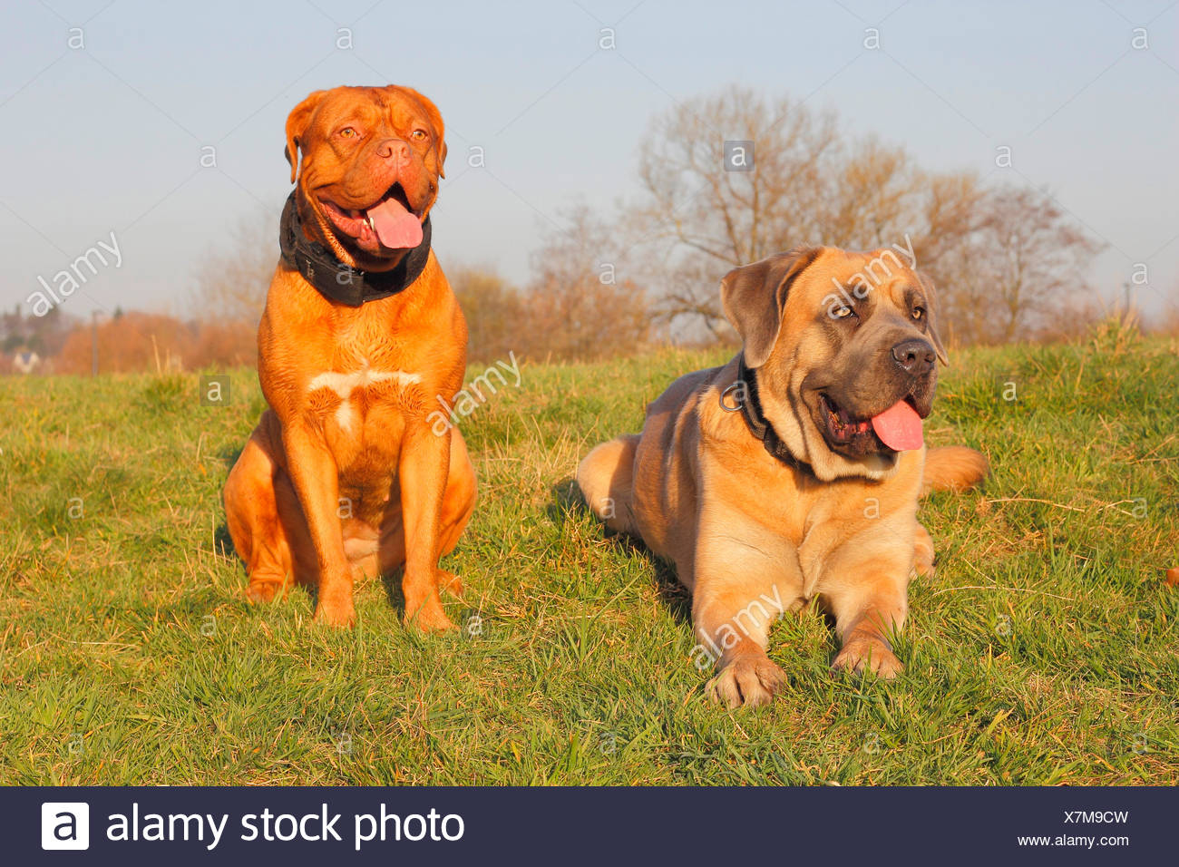 cane corso dogue de bordeaux