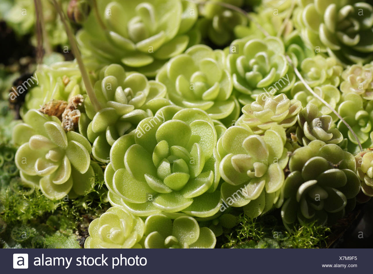 Butterwort Stock Photos & Butterwort Stock Images Alamy