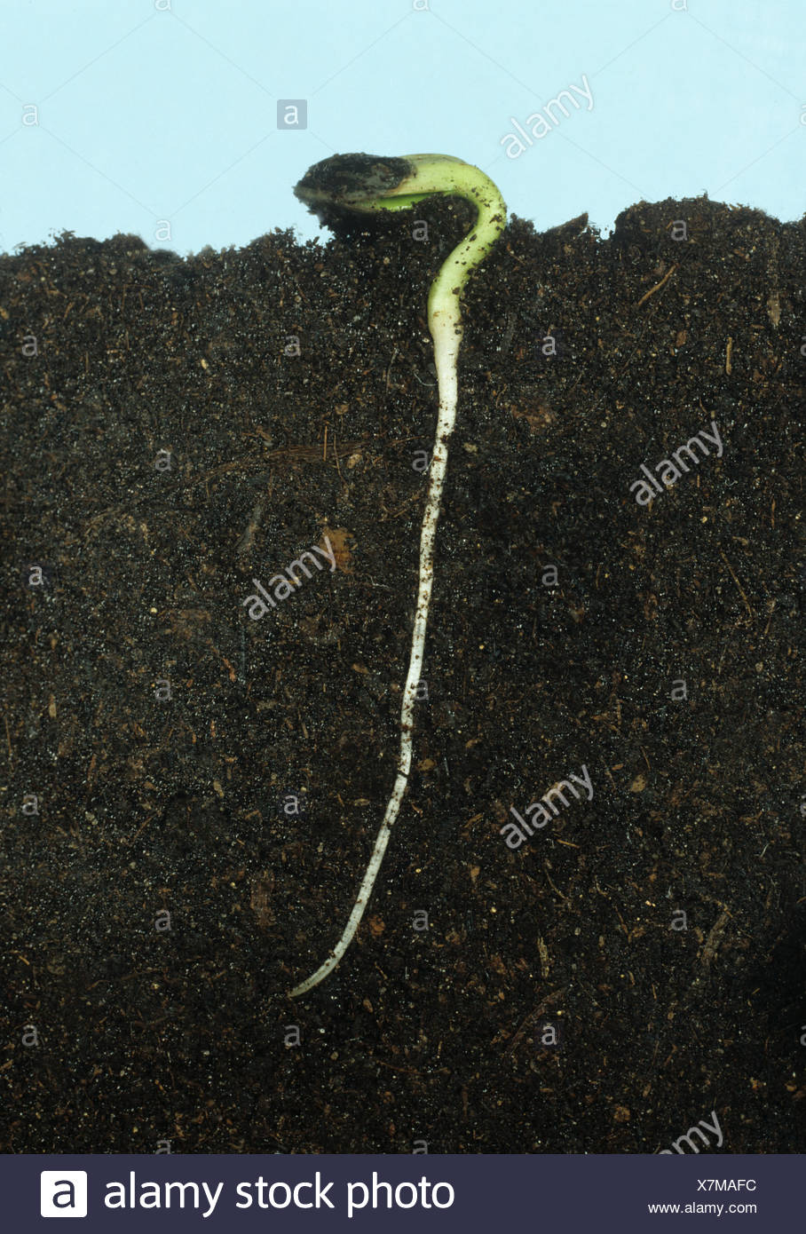 Sunflower Seedling Root High Resolution Stock Photography and Images