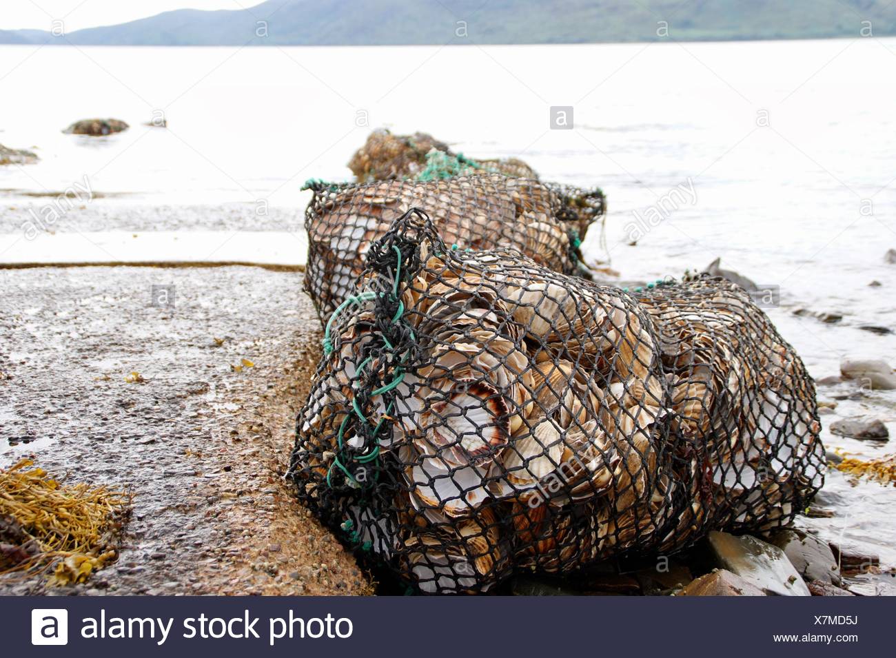 Clam Fishing Net High Resolution Stock Photography and Images Alamy
