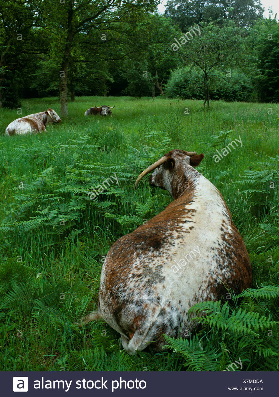 English Longhorn Cattle Livestock High Resolution Stock Photography and ...
