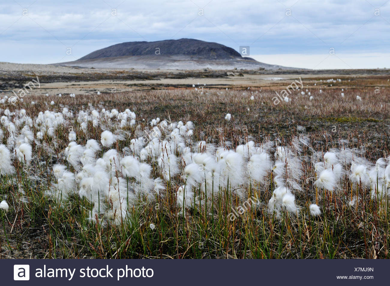 Cottonwood Island High Resolution Stock Photography and Images Alamy