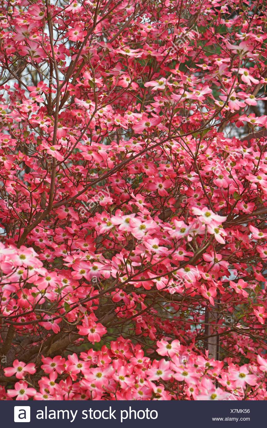 State Flower Of West Virginia High Resolution Stock Photography and