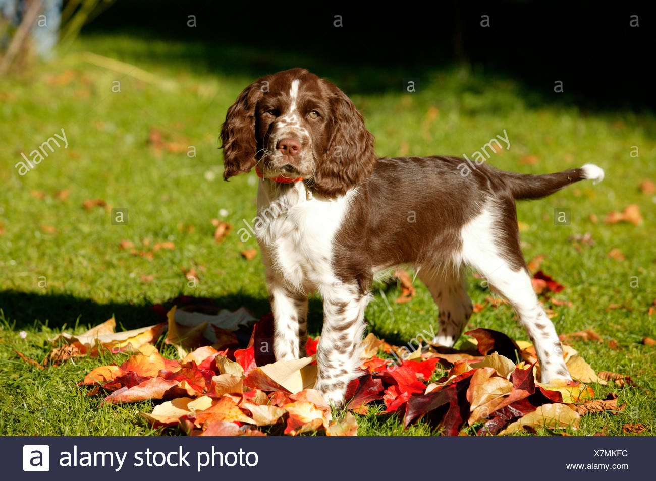 English Springer Spaniel Puppy Standing On Autumn Leaves Germany