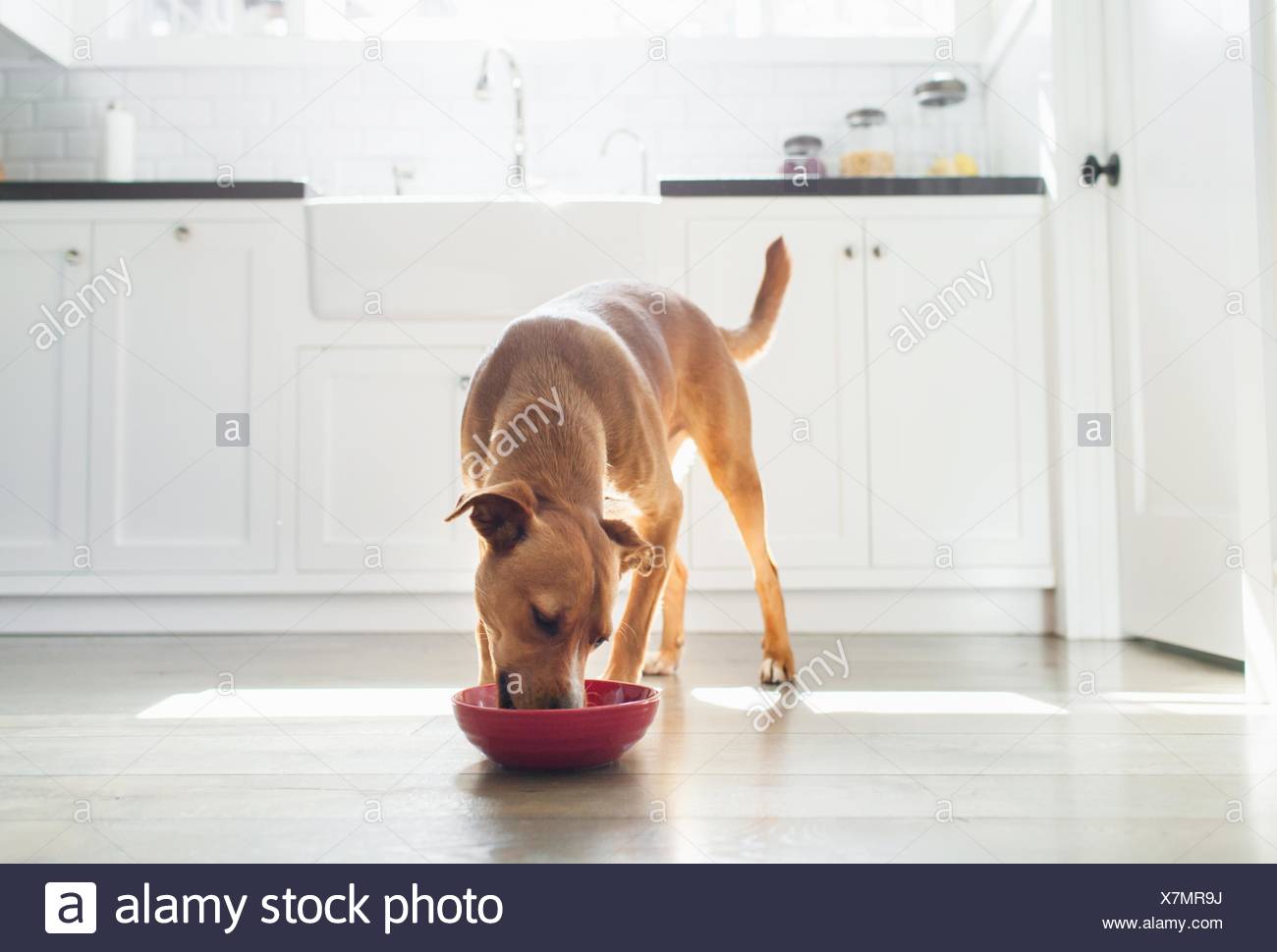 Eating Pet Dog Bowl Stock Photos & Eating Pet Dog Bowl Stock Images Alamy