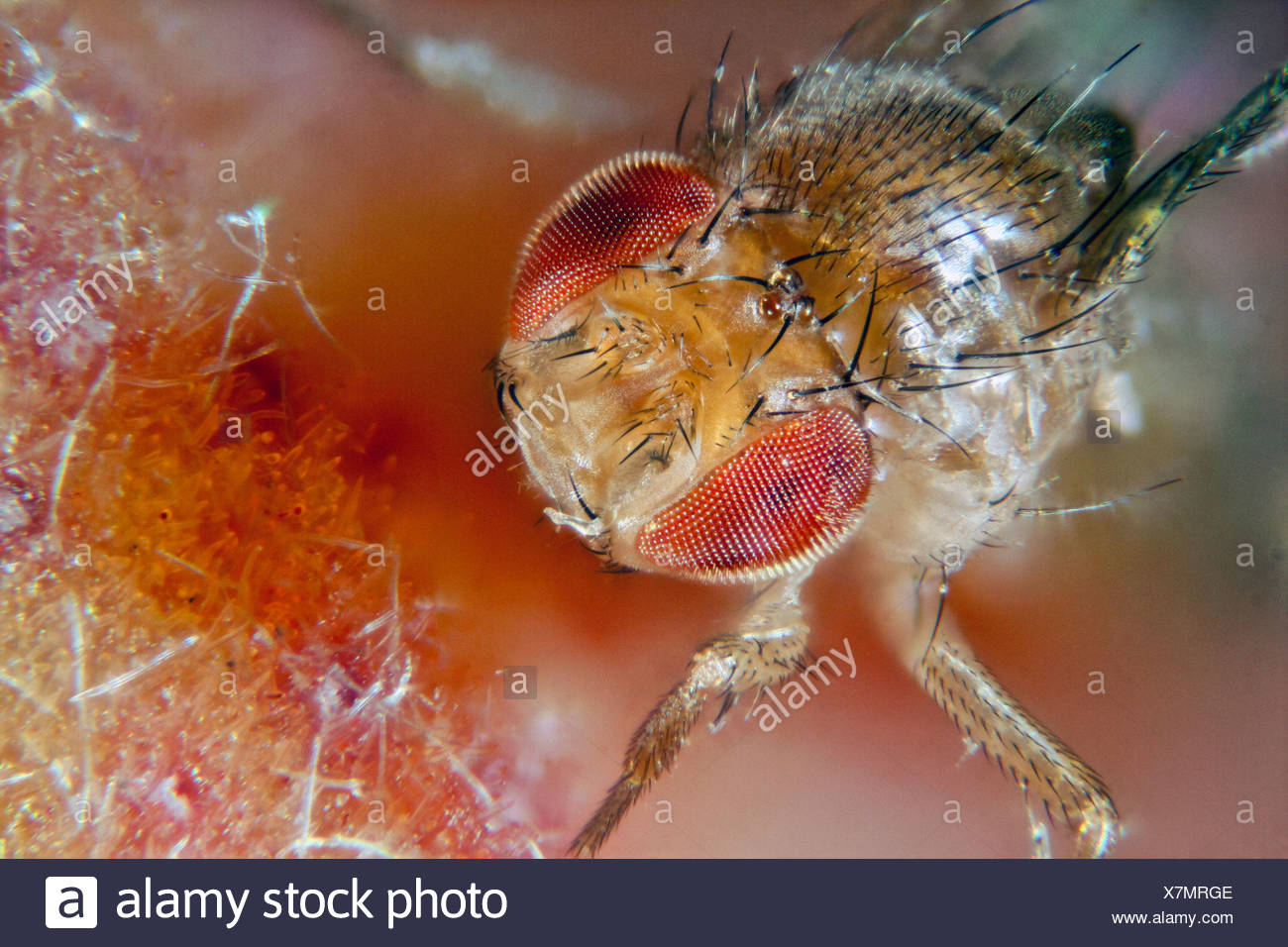 vinegar fly, fruit fly (Drosophila melanogaster), on peach, Germany, Mecklenburg-Western Pomerania Stock Photo