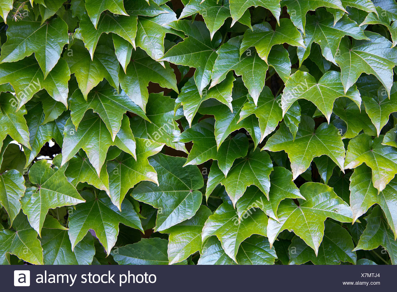 parthenocissus tricuspidata on a wall in styria Stock Photo