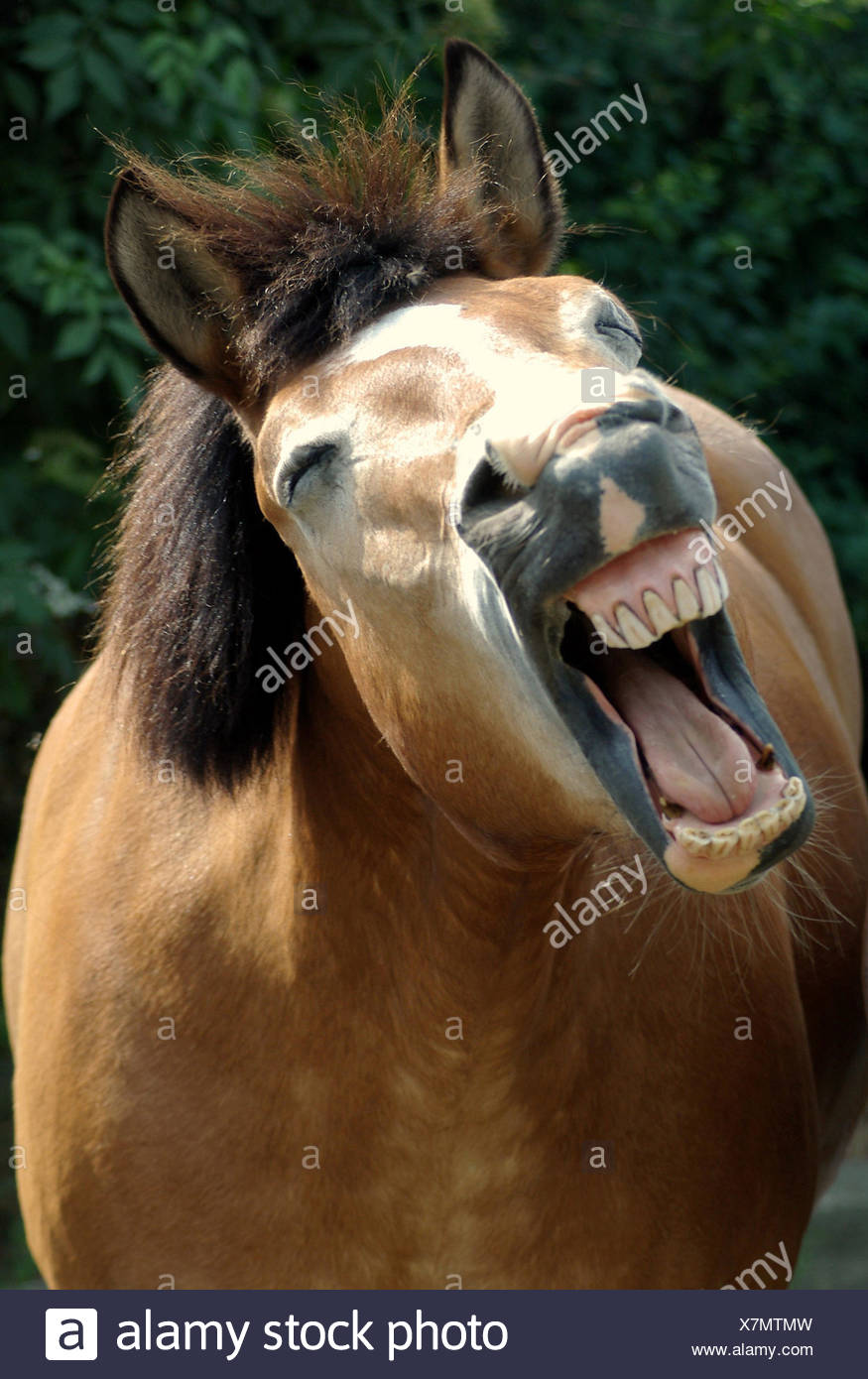 Humor Bizarre Horse Flehmen Stock Photo Alamy