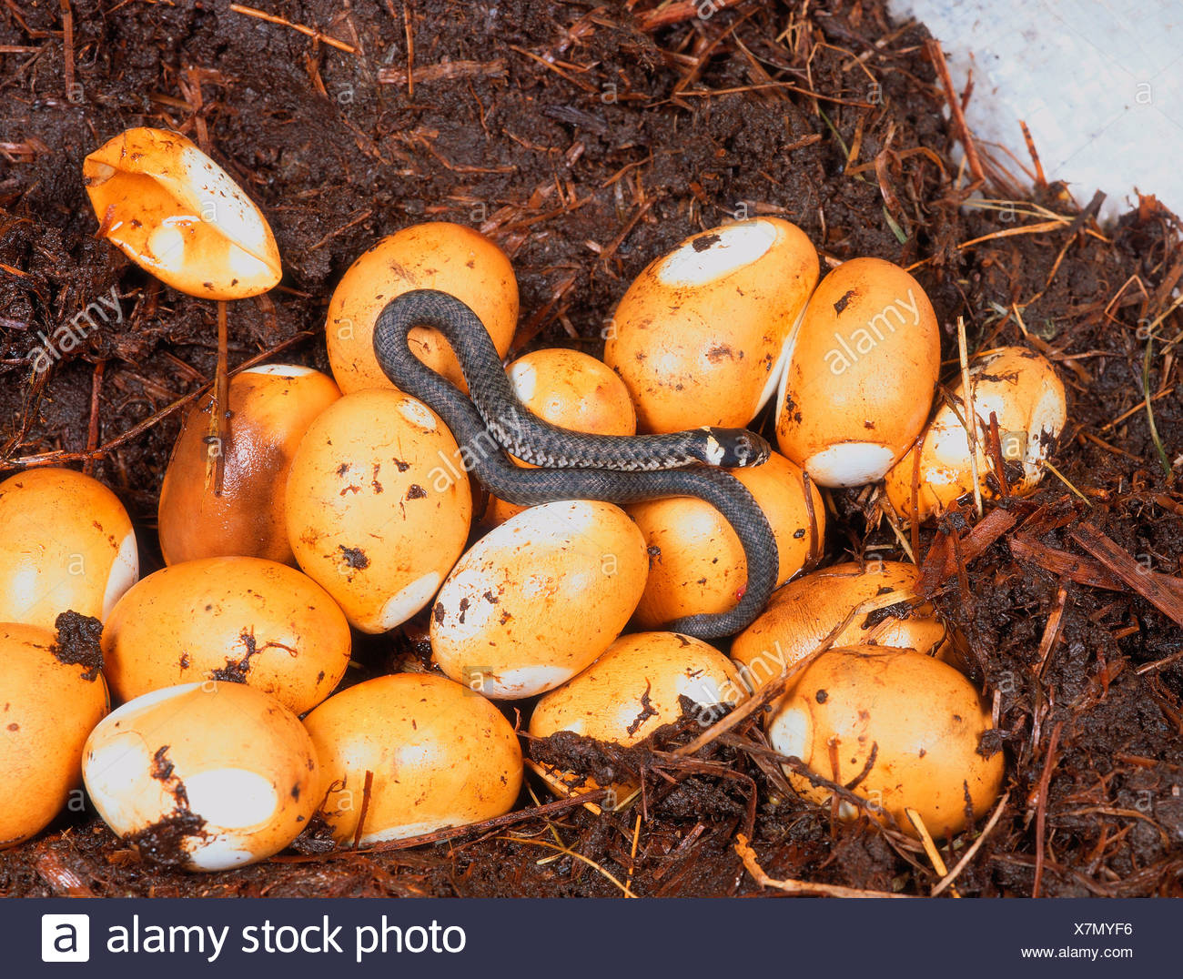 Grass Snake Eggs High Resolution Stock Photography and Images - Alamy