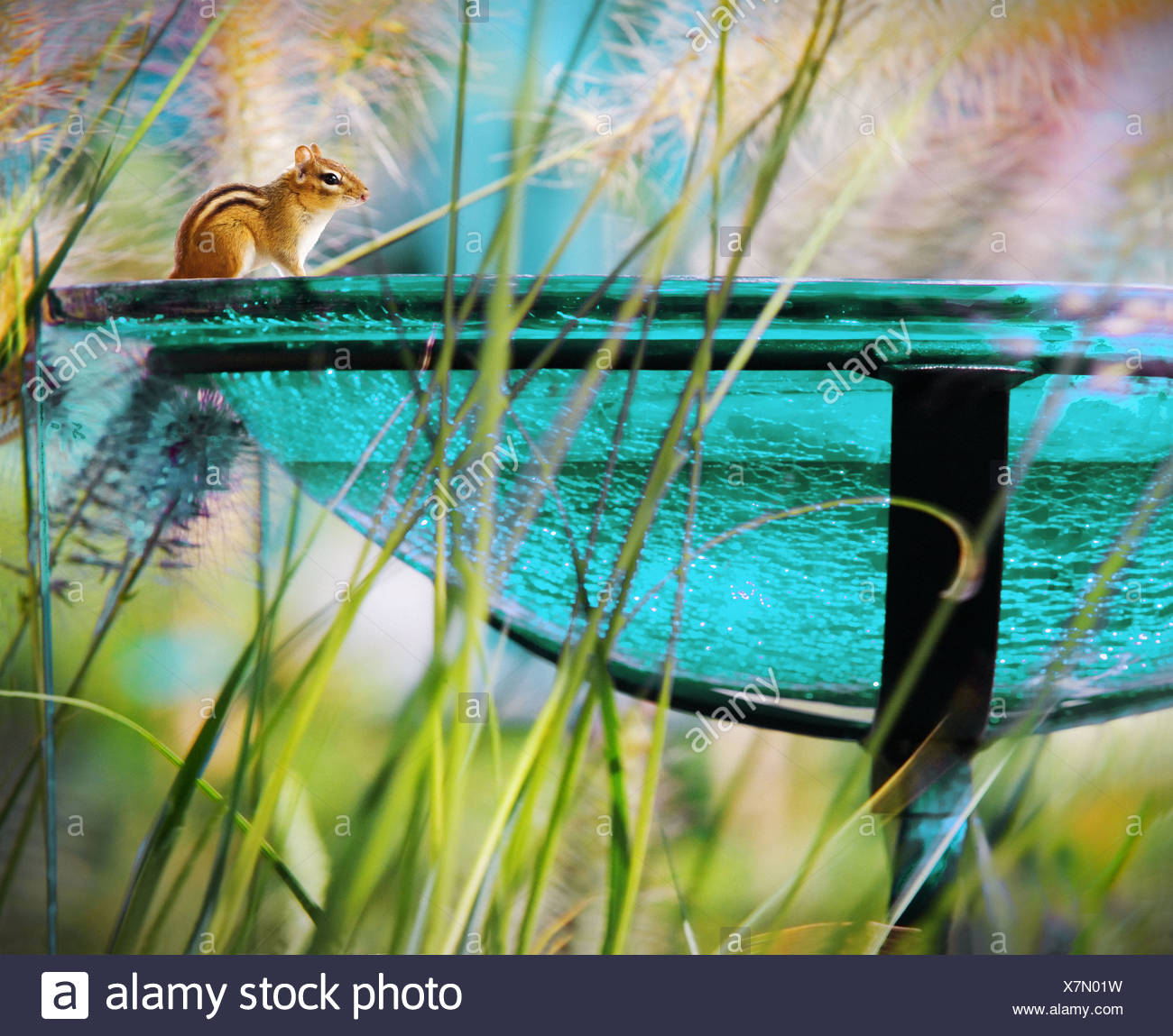Pygmy Squirrel Sitting On Rim Of Glass Garden Bird Feeder