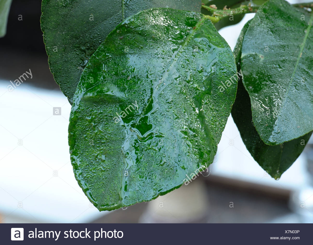 Soft Scale Insects Stock Photos & Soft Scale Insects Stock Images - Alamy