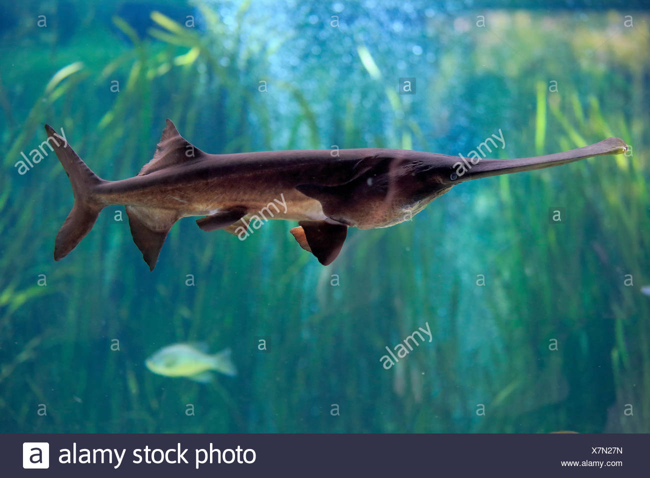 Paddlefish High Resolution Stock Photography and Images Alamy