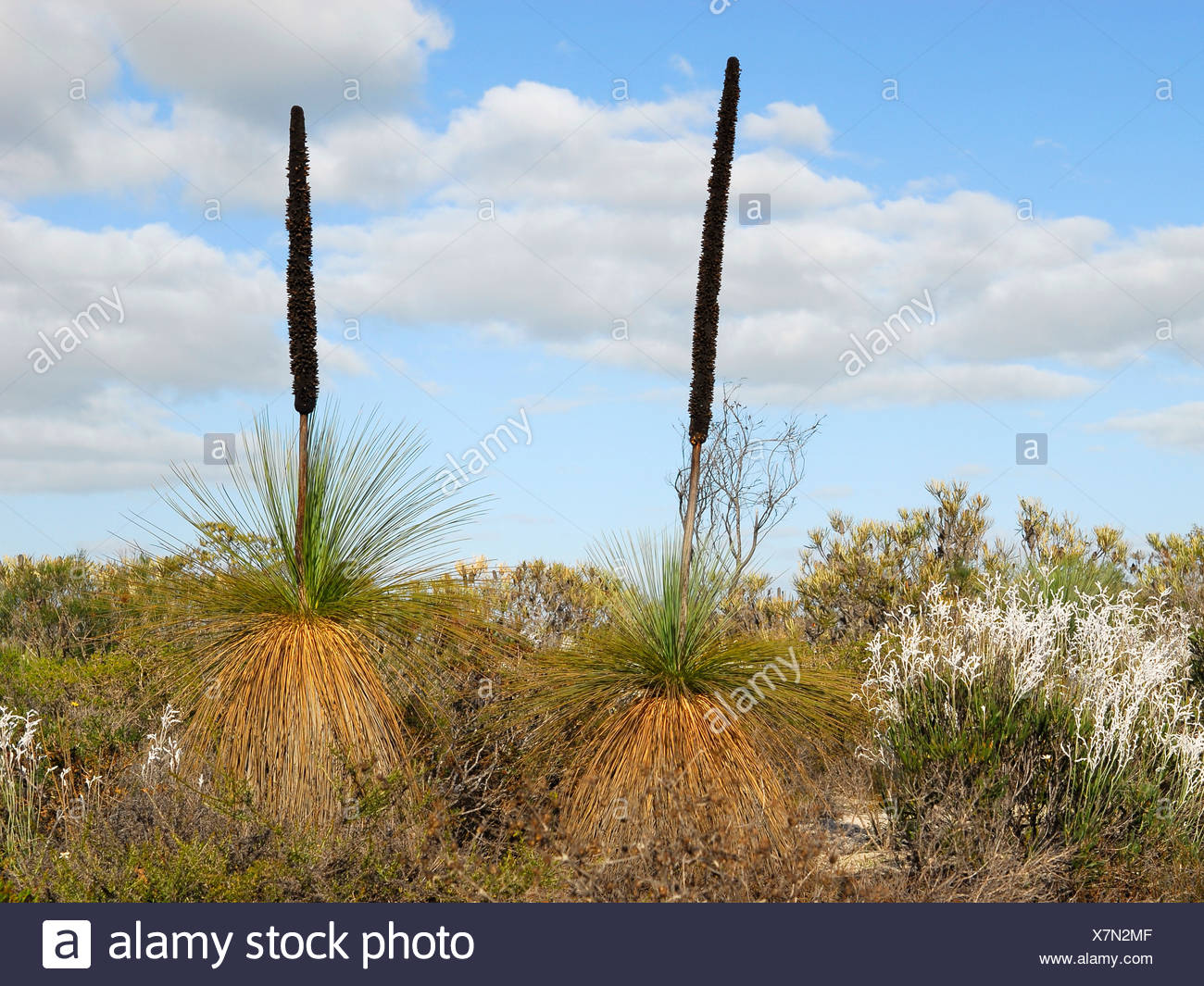 Blackboy Plant High Resolution Stock Photography and Images Alamy