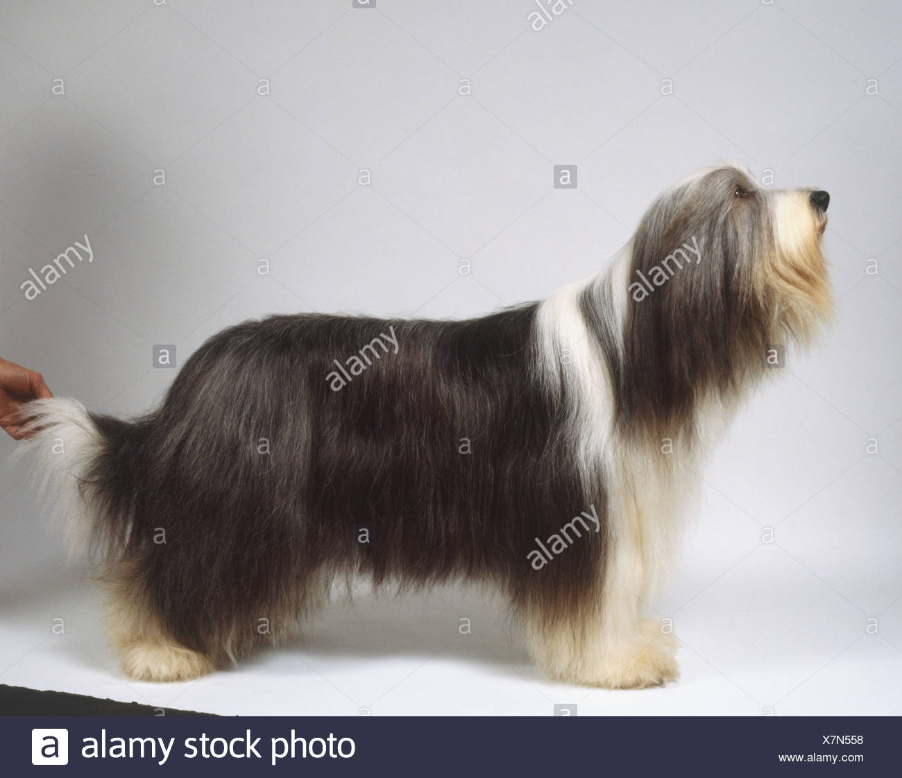 Long Haired Grey And White Bearded Collie Standing Side On Stock
